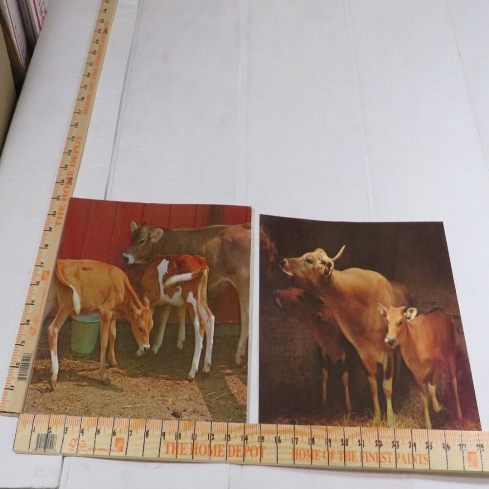 Vintage 1970s Barn Cow, Calf Pictures (2) Posters LAMINATED 11” X 14” Farmhouse